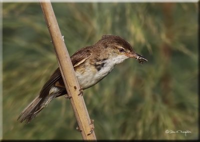 Clamoroue Reed Warbler