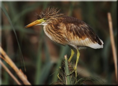 Squacco Heron