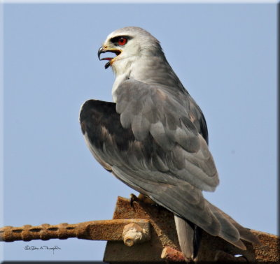 Black-winged Kite