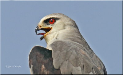 Black-winged Kite