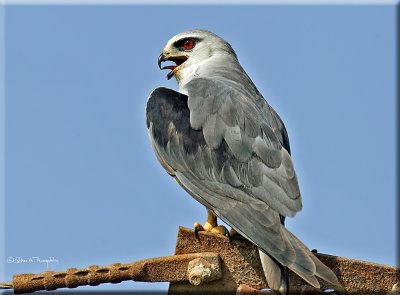 Black-winged Kite