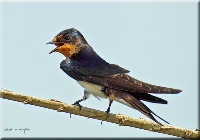 Barn Swallow