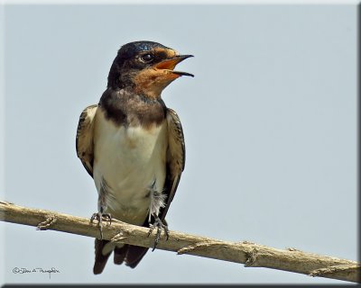 Barn Swallow