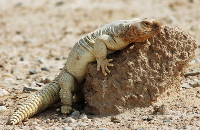 Spiny Tailed Lizard Dhab