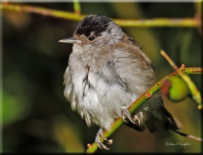 blackcap