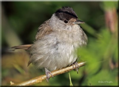 Blackcap