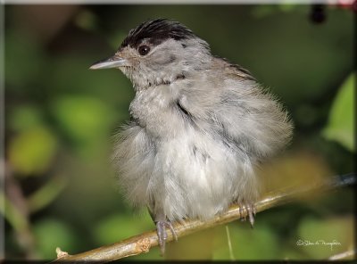 Blackcap