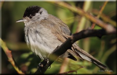 Blackcap