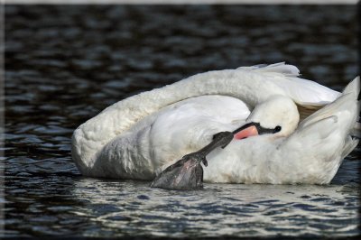Swan
