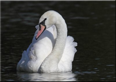 Swan