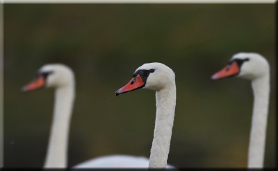 Swan