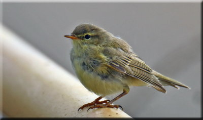 Chiffchaff