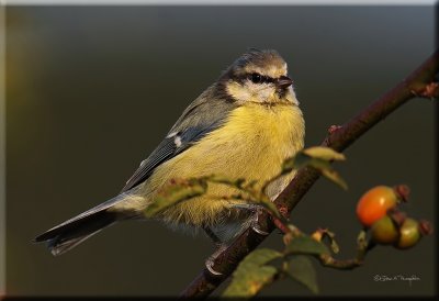 Blue Tit Juvenile