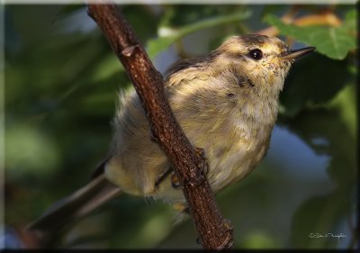 Chiffchaff