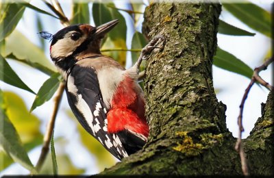 Great Spotted Woodpecker