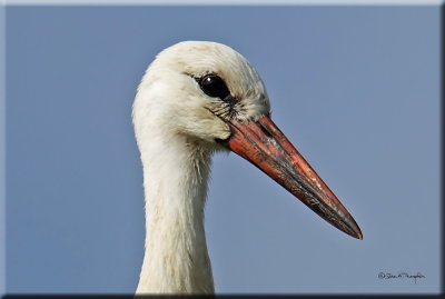 White Stork