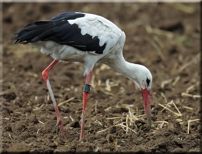 White Stork