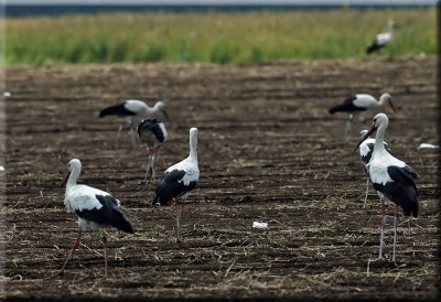 White Stork