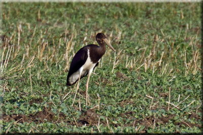 Black Stork