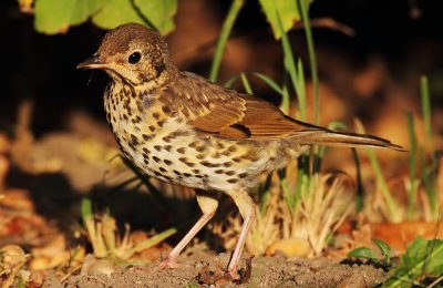 Song Thrush