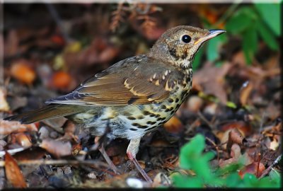 Song Thrush