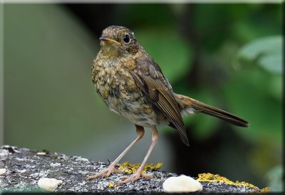 Robin Juvenile