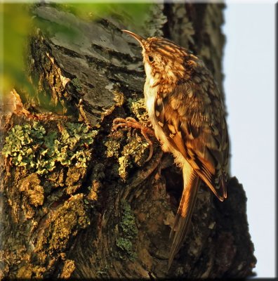 Treecreeper