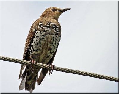 Starling 1st Year Juvenile
