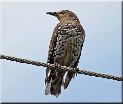 Starling 1st Year Juvenile