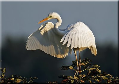 Egret