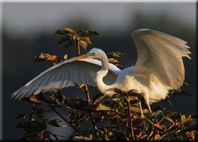 Egret