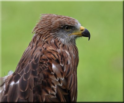 Red  Kite