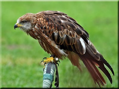 Red  Kite