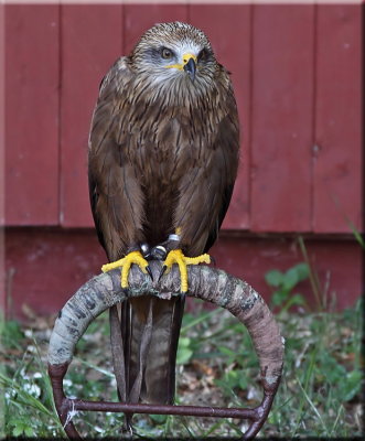 Red  Kite