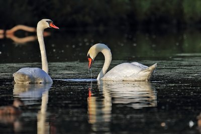 Swan