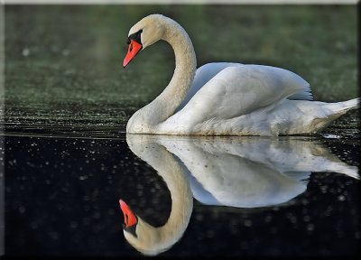 Swan