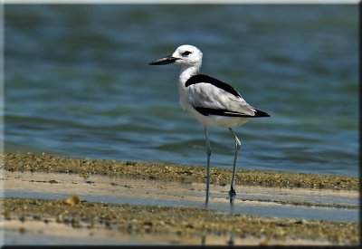 Crab Plover