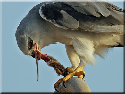 Black-winged Kite