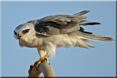 Black-winged Kite