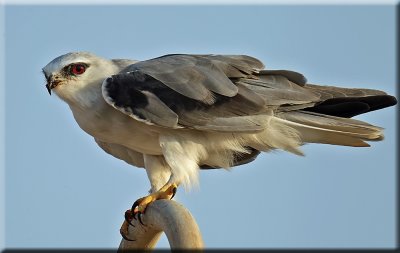 Black-winged Kite