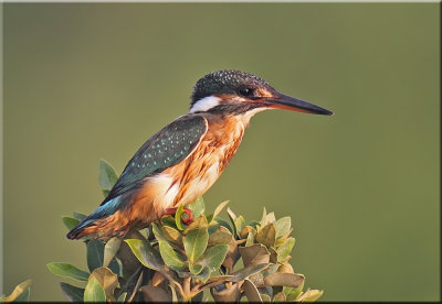 Common Kingfisher