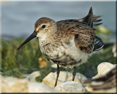 Dunlin