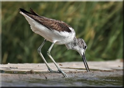 Green Shank