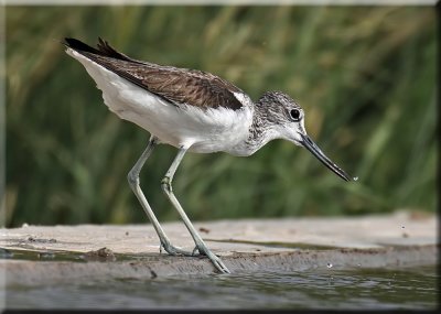 Green Shank