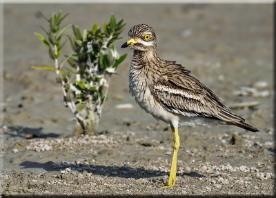 Stone Curlew
