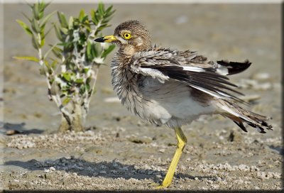 Stone Curlew