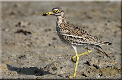 Stone Curlew