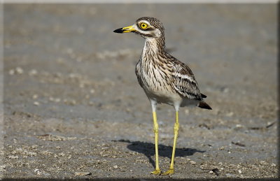 Stone Curlew