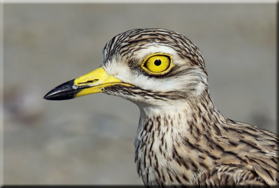 Stone Curlew