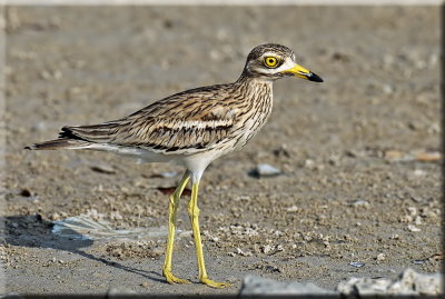 Stone Curlew